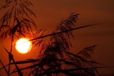 日落时棕榈树后面的太阳